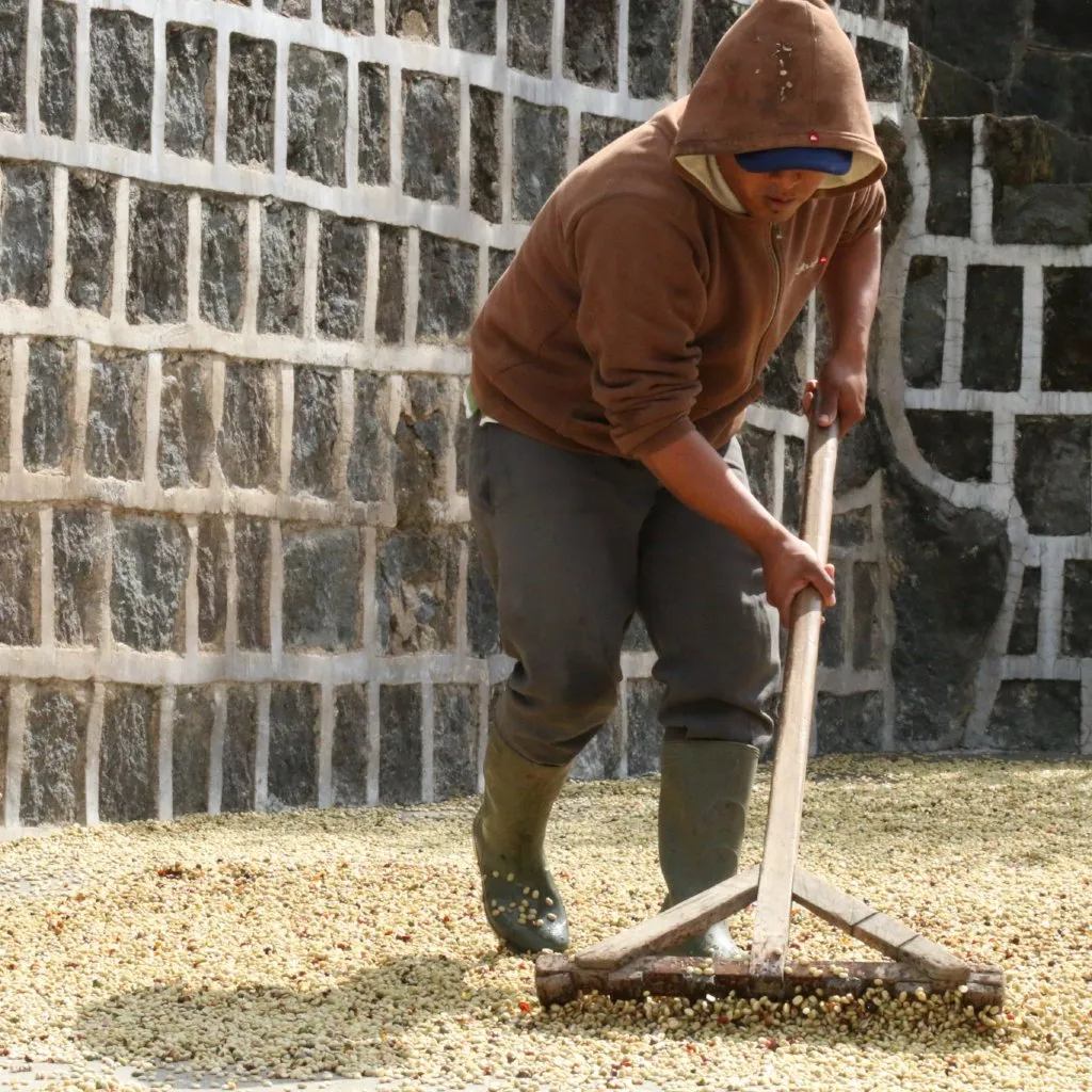 GARDENER - Guatemala