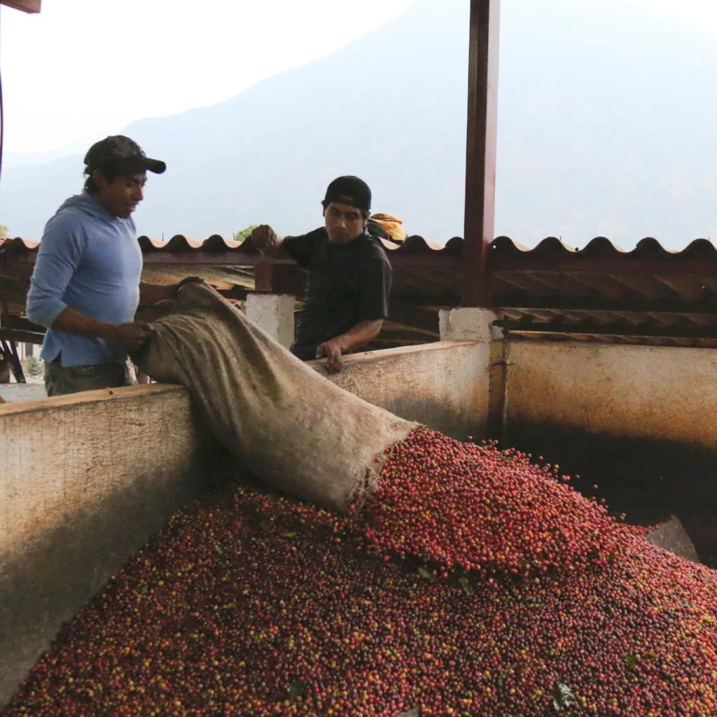 GARDENER - Guatemala