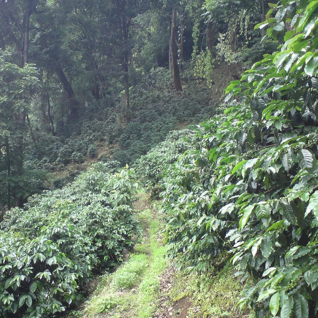 GARDENER - Guatemala