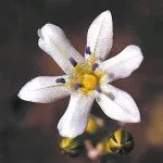 Range of Light - Glassy Hyacinth - .25 fl oz